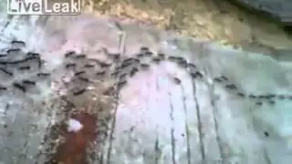 Ants Work in Harmony