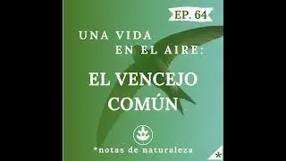 Una vida en el aire: El vencejo común #64