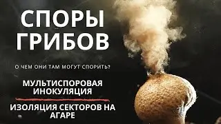 Споры грибов - Инокуляция спорами, Секторизация