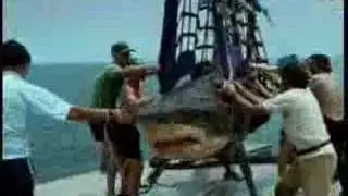 jackass shark