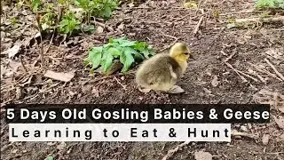 5 Days Old Gosling Babies Geese Learn to Eat & Embrace #geeselive #goslings