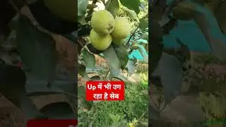 उत्तर प्रदेश में भी उग रहा है सेब || apple farming in uttar pradesh | Home garden
