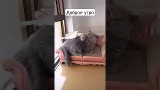 #доброеутро #смешное