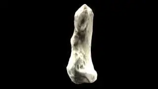 Orrorin tugenensis thumb- 360 degrees