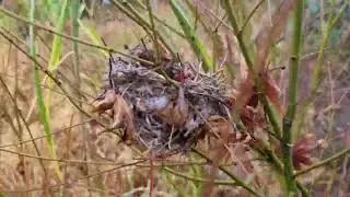 First birdsnest in my Maple