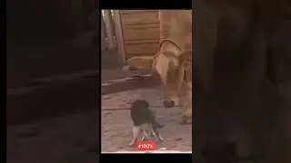 JURA ARMA LOS ULTIMOS 6 AÑOS :v