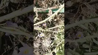бабочка проснулась.