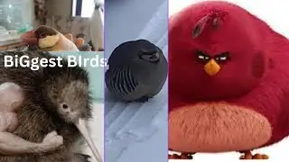 Im the biggest bird