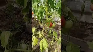 Томаты в теплице, конец июля