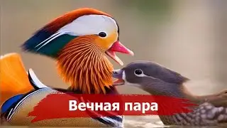 THE MOST UNUSUAL BIRDS OF THE PLANET (PART 2)