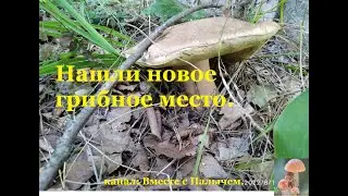 На прогулке нашли новое грибное место