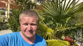 КАК БЕЗ ПРОБЛЕМ ВЫРАСТИТЬ НА УЛИЦЕ ПАЛЬМУ В АНАПА, КРАСНОДАР, РОСТОВ, ВОРОНЕЖ и ДАЖЕ МОСКВА!