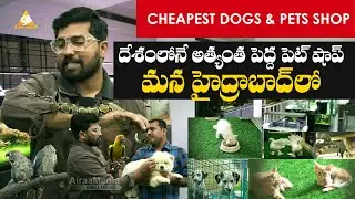 Best Quality Pet Shop 2022 | Best Price in Hyderabad | Buy 100% Original Breed Dogs | 
