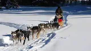 Som de Trenó de Cães na Neve -  Canes Sound Trenó