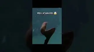 Pellican Eel - Macropinna Microstoma 