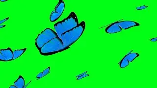 Blue butterfly green screen no copyright