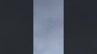 Николаевские голуби Крым.