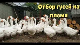 Отбор гусей в племенное стадо//Линдовские гуси