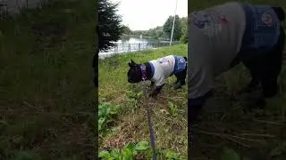 Вегетарианка худая как стремянка 🤭