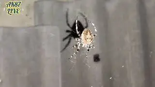 Паук ARANEUS|| Spider ARANEUS.