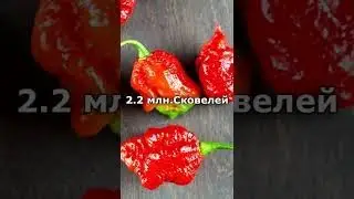 САМЫЙ ОСТРЫЙ ПЕРЕЦ В МИРЕ! 