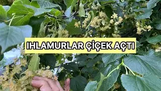 IHLAMUR ZAMANI GELDİ🍀ŞİMDİ TAM IHLAMUR TOPLAMA ZAMANI ✔️IHLAMURLARI NASIL KURUTUYORUM