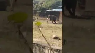 Angry Elephant #trending #animal #elephant