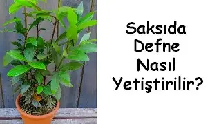 Saksıda Defne Nasıl Yetiştirilir?