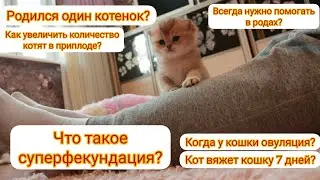 У кошки родился один котенок? Как увеличить количество котят при вязке? Всегда помогать в родах?