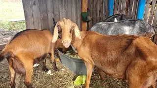 Коза присаживается // Не пришли в охоту // Мясные козы