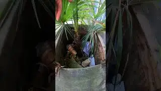 They use this Palm tree planter as a trash can!  #palmtree