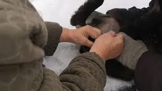 Бескровная кастрация ягнёнка.