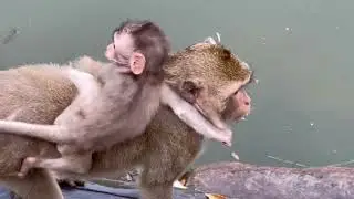 So WORRY! Baby Monkey Diving in The Pool Not Afraid of Drowning | Inside Nature