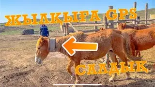 ЖЫЛҚЫҒА ЖПС САЛДЫҚ #ауылөмірі #жылкылар #jps #қазақстан #айғыр