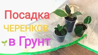 🌱Укоренённые черенки в перлите посажены в грунт.