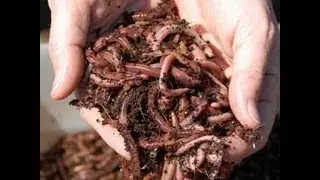 DIY: How to Make a Simple Worm Compost Bin for Under $15