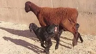 The Gissar ewe gave birth to two cute lambs 😍🔥😍🔥😻