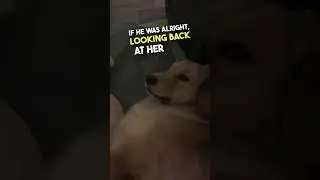 Funny Dogs Fails 2023|Try Not To Laugh