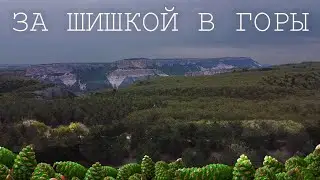 Шишка сосновая