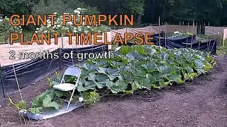Giant Pumpkin Plant Timelapse - 2 months of growth