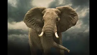 Tributo los Elefantes / 致力于非洲大象 / Tribute to the Elephants / 象へのトリビュート
