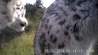 Snow leopard from China