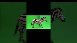 Realistic Zebra Walking left to right Green Screen Effect