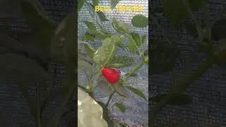 bell pepper