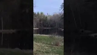 Can you hear them? #woods #forest #nature #spring #peepers #hike #outdoors #boat #kayak #water