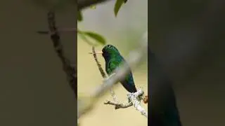 Beija-flor Besourinho-de-bico-vermelho 🙂 #birds #faunabrasileira #passaros