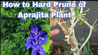 How to Aprajita plant  hard  pruning@ilovegardeningsoomuch