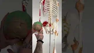 Как похожи кости черепа и таза☝️