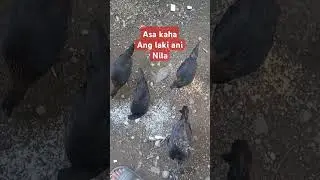 Manok kayo jan