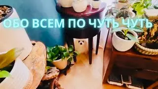 Зубы, мебель, цветы… солянка )